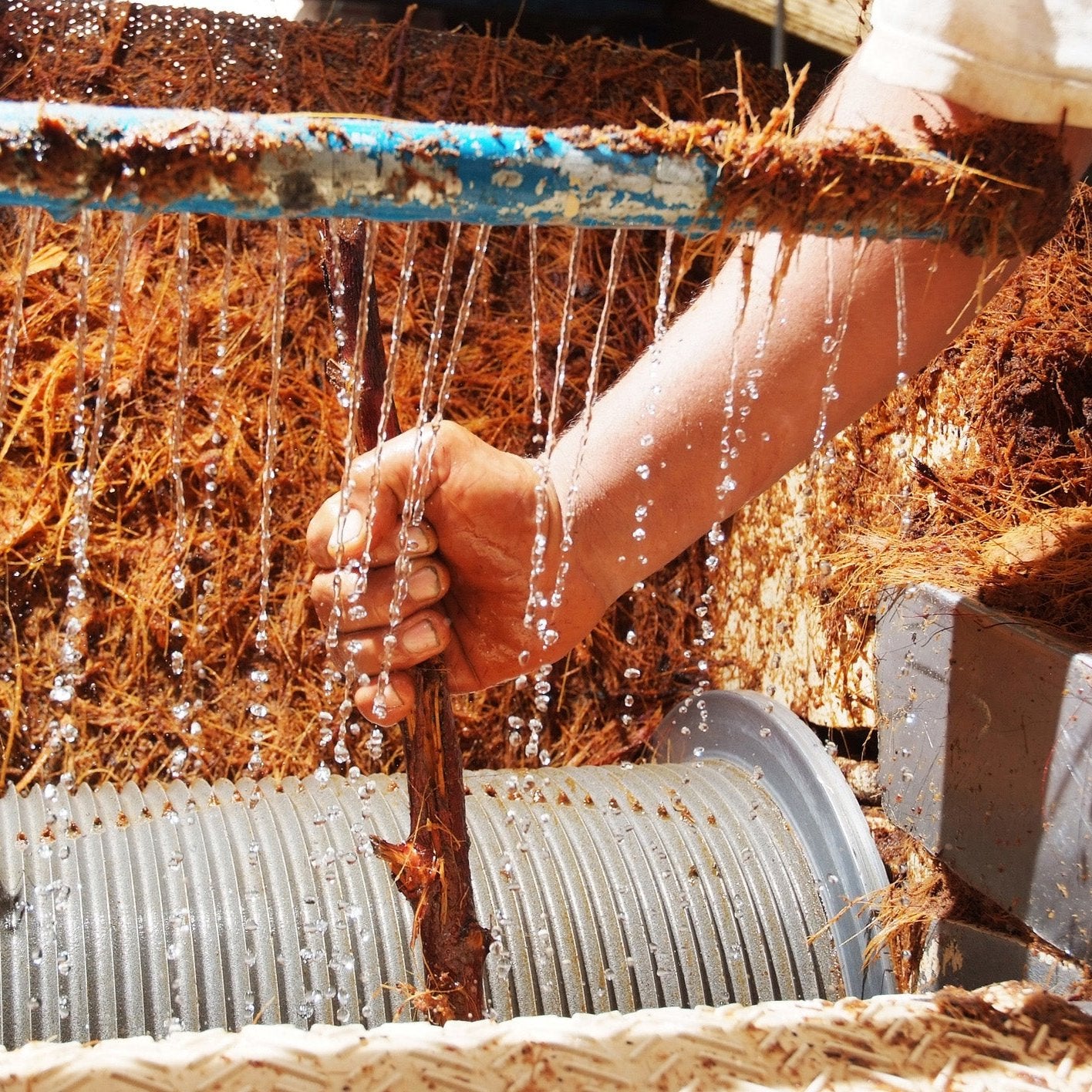 Tequila Extraction process